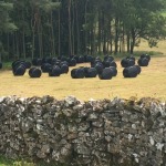 Black marshmallows for cows